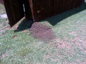 Bees on their way out of our shed.
