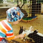 feeding rabbits with carrots at the touch farm