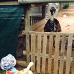ostrich-and-toddler