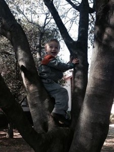 toddler-in-tree