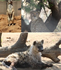 meerkat-cheetah-hyena