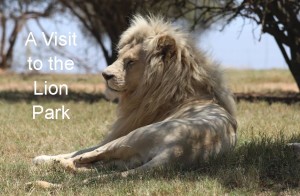 visit-to the lion park