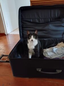 Cat in suitcase